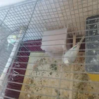 جفت مرغ عشق رنگین کمانی مولد