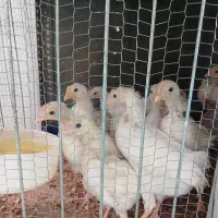 جوجه گوشتی