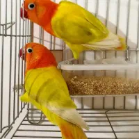 گوتوله