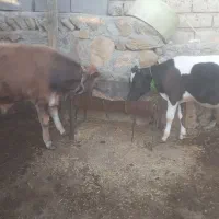 ۳تا گوساله دوتا نر سیمنتال ماده
