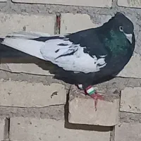 سینه سیاه