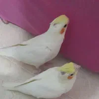 گمشده 2 عدد عروس هلندی