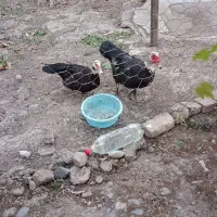 سلام دوستان یه سه چهار جفت اردک خارجی هست
