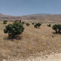 زمین-انجیر