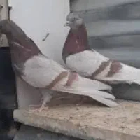 معاوضه کبوتر باعروس هلندی