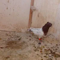 کبوتر کله سرخ