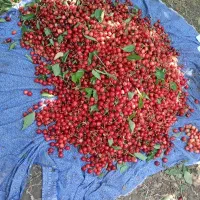گیلاس درجه یک