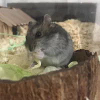 همستر مینیاتوری بانمک و باهوش