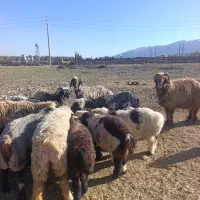 فروش گوسفند زنده