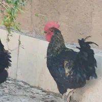 خروس جوان