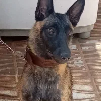 واگذاری سگ مالینیوز ماده