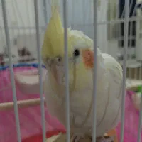 عروس هلندی ، دستی