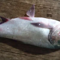 ماهی غزل آزاد بزرگ هرعدد۴ کیلوئی