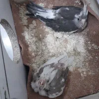 جوجه سرلاکی آلبینو
