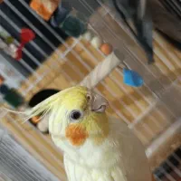 یک جفت عروس هلندی با قفس