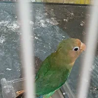 طوطی کوتوله