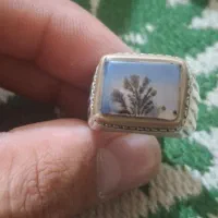 شجر ناب