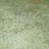 کاه لوبیا،شبدر،ینجه