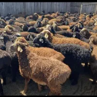 فقط و فقط گوسفند چاق و کم دنبه موجود داریم زنده