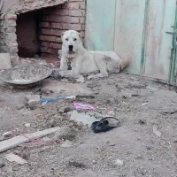 سگ.