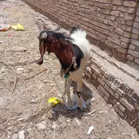 بز نر یک سال شش ماه هست