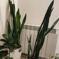 ساسنوریا دیفن و بنسای و‌‌..