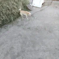 پاکوتاه نر