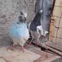 پرنده کبوتر