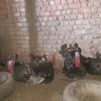 بُقلمو فروش یا معاوضه با بره