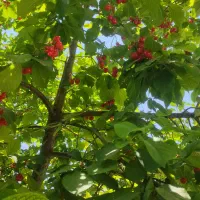 آلبالو تک دانه