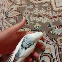 مرغ عشق|پرنده|الیگودرز, |دیوار