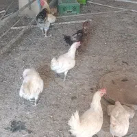 مرغ و خروس و اردک