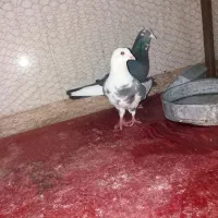 کفتر|پرنده|بیرجند, |دیوار