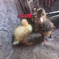 جوجه اردک