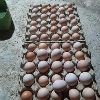 تخم مرغ محلی  گل پایگان دانه ای  ۱۴۰۰۰
