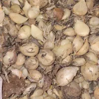 موسیر کاشتنی