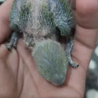 کوتوله سرلاکی صورت هلویی