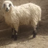 بره چاق وچله