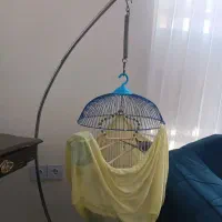 قفس بدون پرنده
