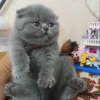 بلو سکاتیش بریتیش خرسی