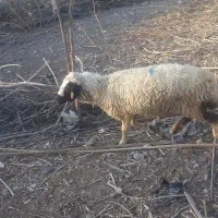 کاورچاق کهره