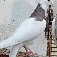 نر و ماده