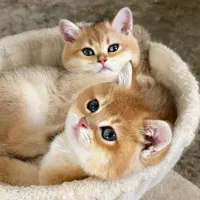 توله بیریتیش گلد از لاین وارداتی روسی با اصالت