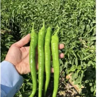 بذر فلفل قلمی شیرین هیبرید F1 ترکیه