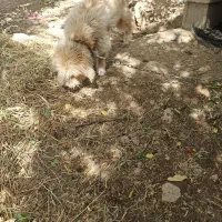 سک پاکوتاه