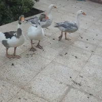 غاز