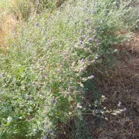 فروش علف یونجه