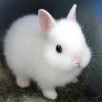 خرگوش کاسلوگ مخرم