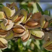 بادام تازه شیرین درجه یک