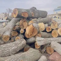 خرید. خریدار چوب|خدمات باغبانی و درختکاری|همدان, |دیوار